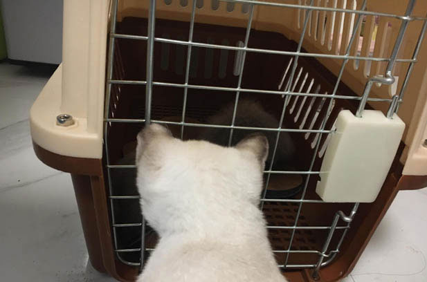 Lingchen: My Mismatched Siamese Mix Who Stole My Heart