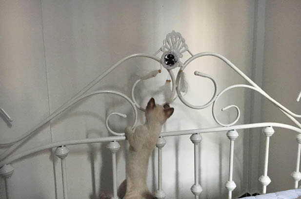 The Dashing Dignity of Siamese Cats: Beyond Cute, Embracing Cool