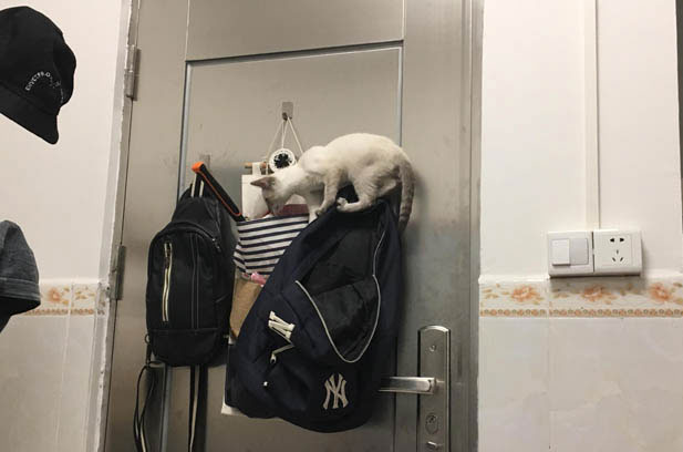 True Companionship: Beyond the Superficial Judgments of Feline Appearance
