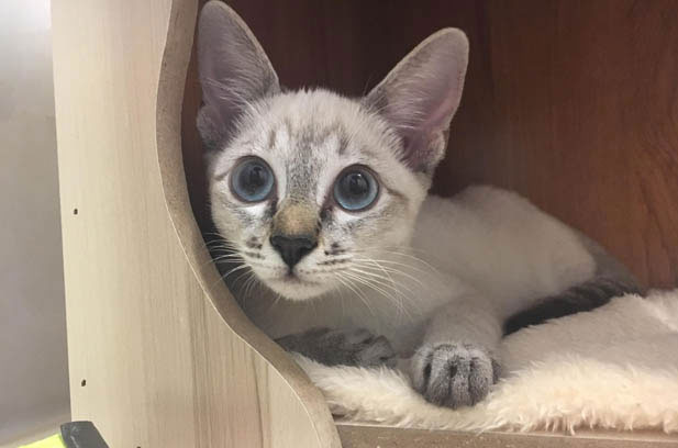 The Enchantment of Siamese Cats: My Ninefold Love Affair with Feline Charisma