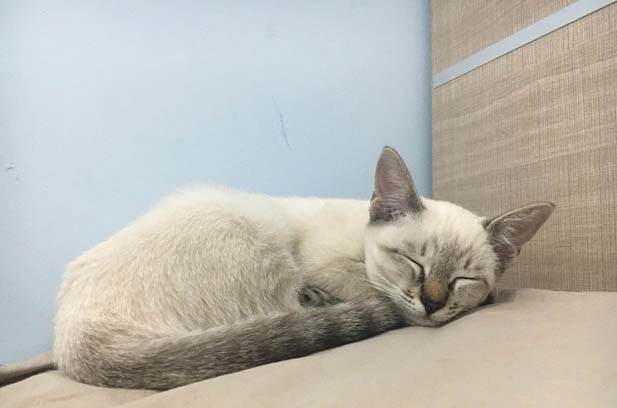 The Allure of Siamese Cats: Beyond Beauty, a World of Devotion
