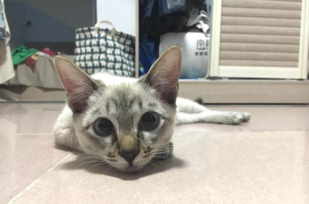 From Skepticism to Devotion: My Journey with Siamese Cats
