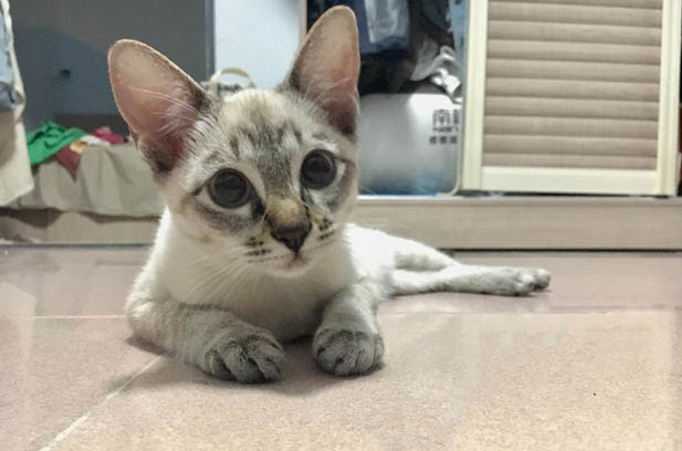 The Beauty of Pets: A Matter of the Heart