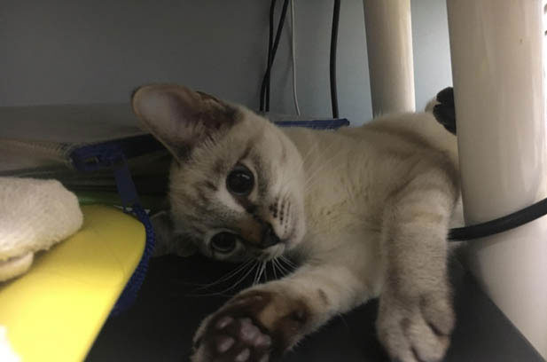 Siamese Cats: The Irresistible Companions That Steal Hearts