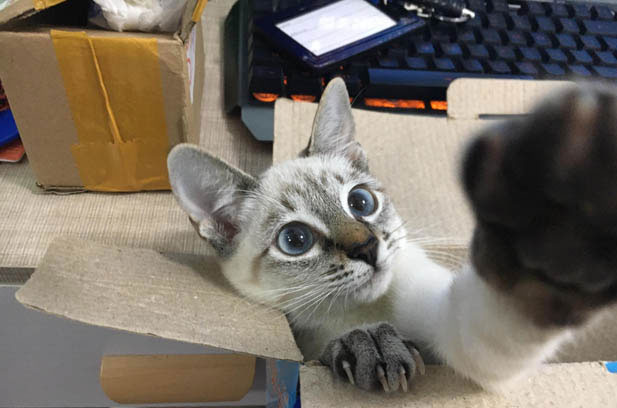 NanNan: The Smart and Charming Siamese Cat