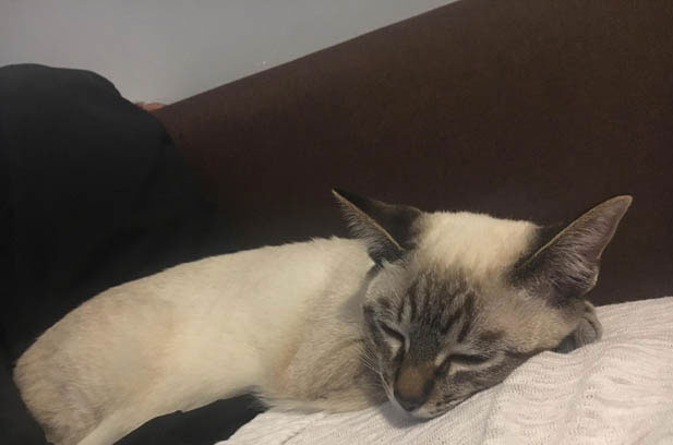 The Irresistible Allure of Siamese Cats: Beauty, Mischief, and Endless Charm