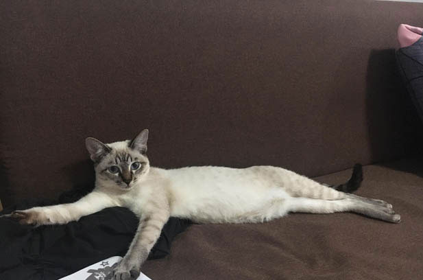 The Joy of Owning a Siamese Cat: Prioritizing Personal Happiness