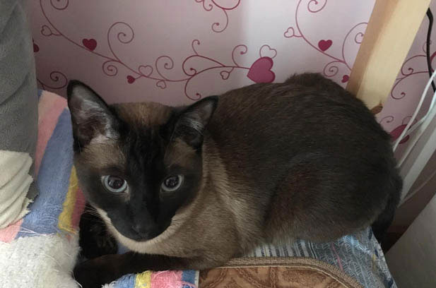 The Essence of Cat Companionship: Beyond Aesthetics to Harmonious Bonds
