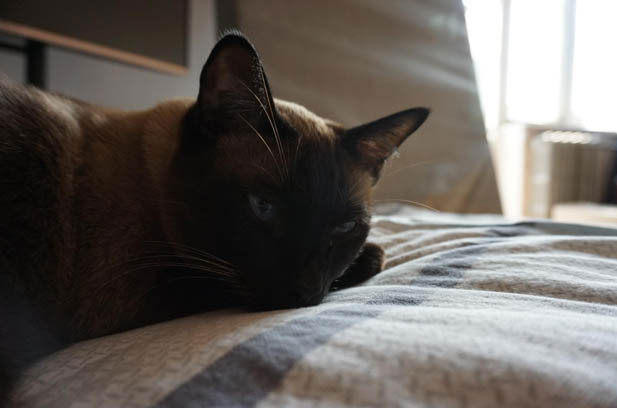 The Unmatched Charm of Siamese Cats: A Feline Beauty That Defies Doubt