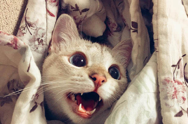 The Beauty of Every Cat: Beyond Appearance to the Soulful Gaze