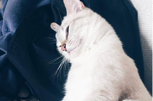 The Enchanting Allure of Siamese Cats