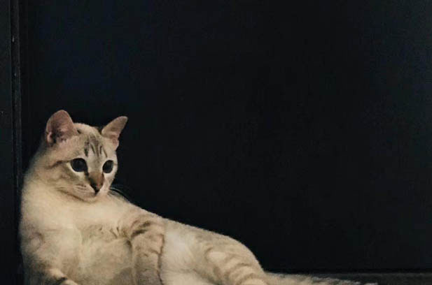 The Misunderstood Beauty of Siamese Cats: Beyond Conventional Standards