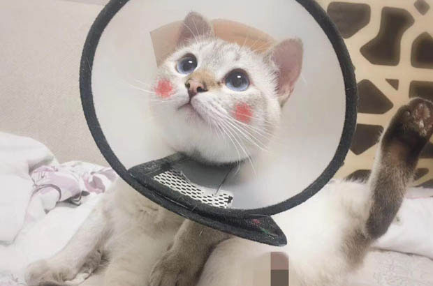 Embracing Feline Individuality: My Journey with a Siamese and a Rescued Wanderer