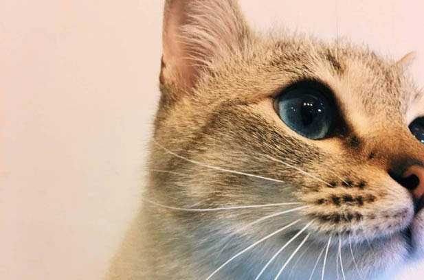 The Paradox of Feline Beauty: From Misunderstanding to Marveling at Siamese Cats