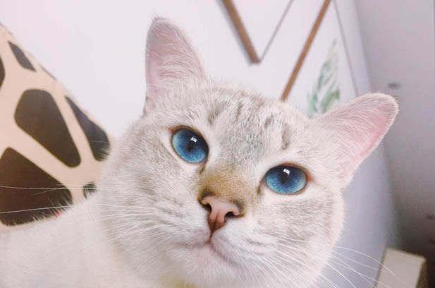 The Tapestry of Feline Companions: Love, Lessons, and Letting Go