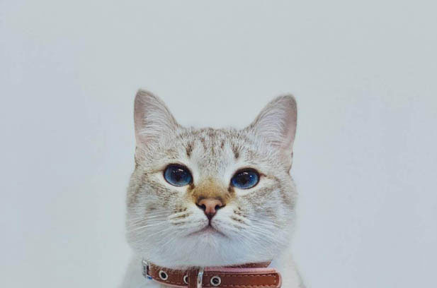 The Transformative Power of Feline Companionship: From “Ugly” to Unconditional Love