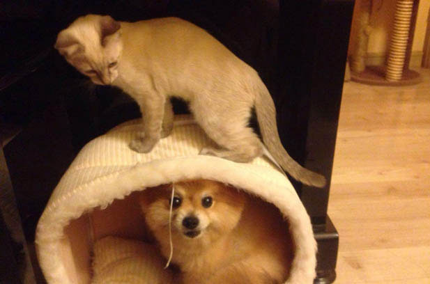 The Irresistible Charm of Little Beer: My Two-Month-Old Siamese Kitten