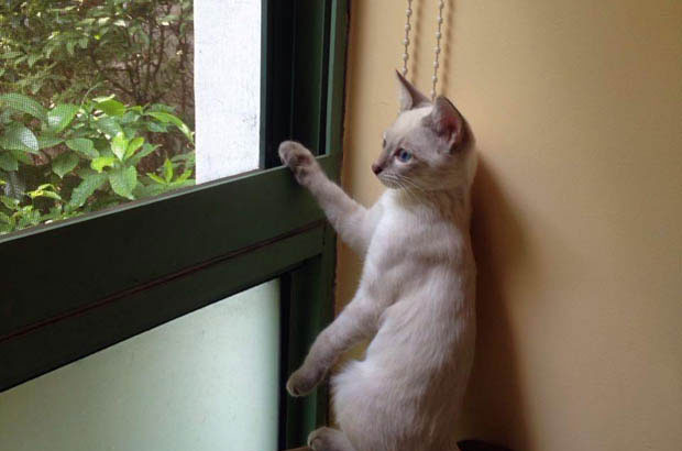 The Regal Allure of Siamese Cats: Nobility in Fur and Spirit