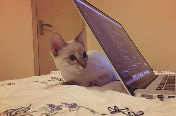 The Dynamic Duo: My Siamese and Ragdoll Cats’ Enchanting World