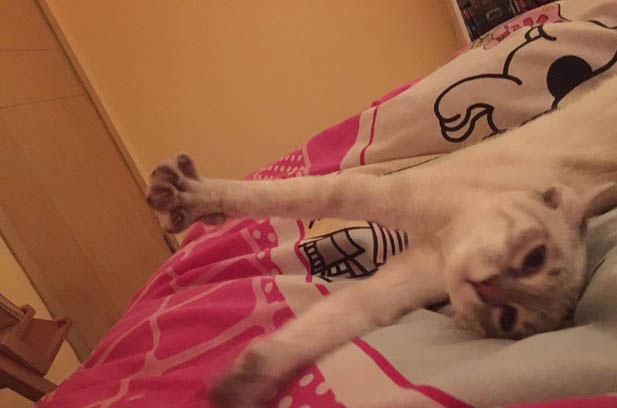 Mint: The Charming Siamese That Stole My Heart