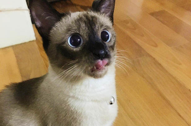 The Journey of Raising a Cat Against All Odds