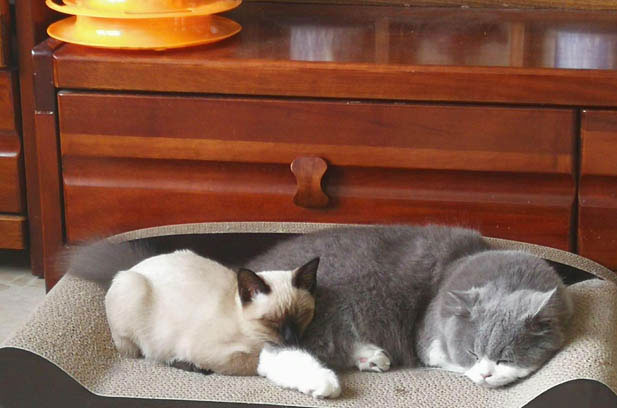 A Feline Showdown: Siamese vs. Ragdoll, and the Wonders of Cat Companionship