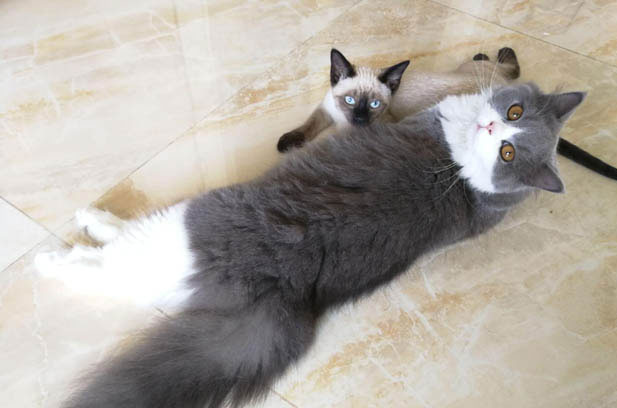 Choosing Between Siamese and Ragdoll: A Guide for New Cat Owners