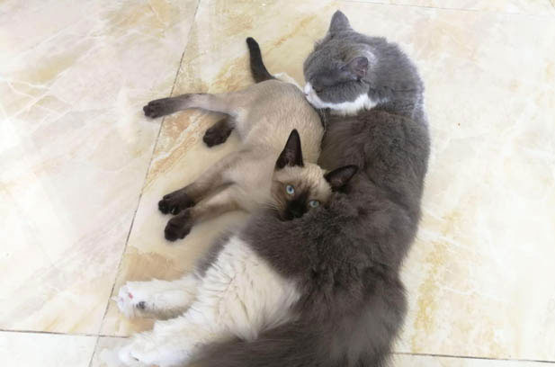 Practical Insights into Cat Care: From Ringworm Remedies to Responsible Cat Adoption