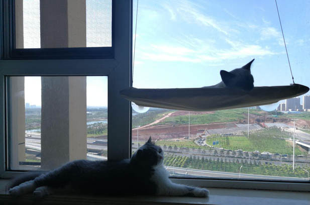 Life with Nicotine and Qianjin: A Tale of Two Feline Personalities