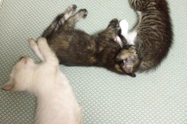 The Joys and Challenges of Life with My Feline Companions