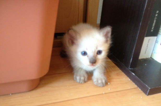 The Enchanting and Chaotic World of My Siamese Cat