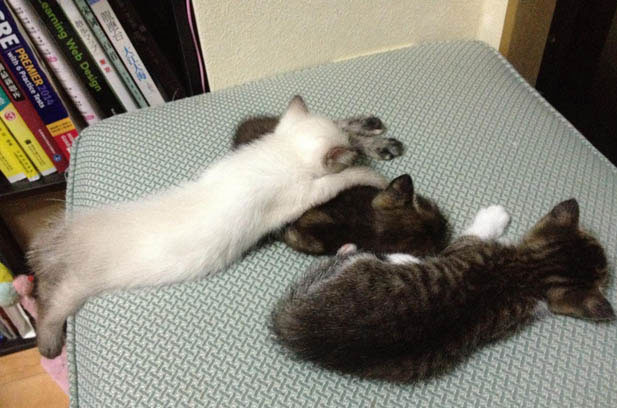 The Irresistible Allure of My Siamese Cat: A Tale of Cuddles and Chaos