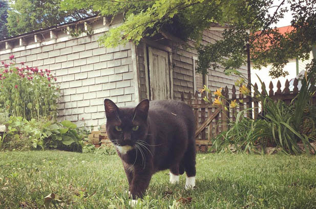 The Unforgettable Experience of Caring for a Siamese Cat: Why “Cat-Dog” is the Ultimate Compliment