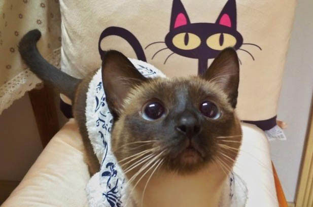 The Enduring Charm of Ragdoll Cats: Insights from a Cattery Owner