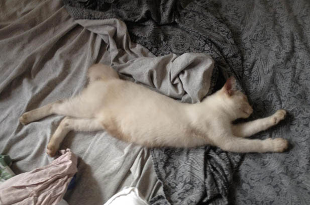 The Enchanting World of Ragdoll Cats: A Love Letter to My Feline Companion