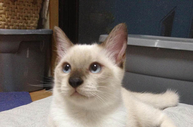 Life with a Siamese and a Ragdoll: Lessons in Love and Chaos