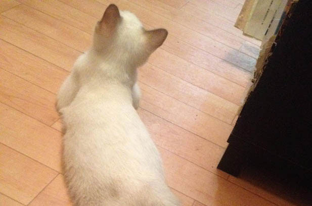 Navigating the World of Cat Breeds: A Tale of Fur, Fun, and Feline Personalities