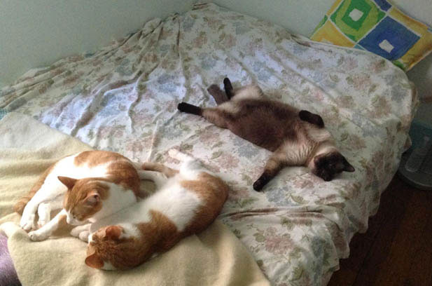 The Quirky Personalities of My Feline Family: A Tale of Ragdolls and a Tabby