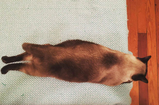 The Challenges of Owning Siamese and Ragdoll Cats: A Case for the Shandong Lion Cat