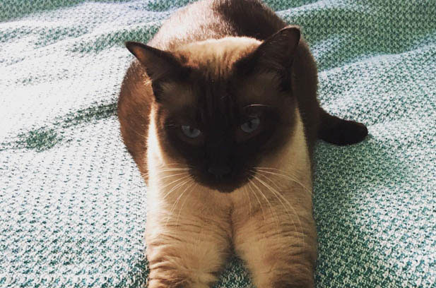 The Whimsical World of Feline Personalities: Tiger-Striped Siamese and Ragdoll Cats