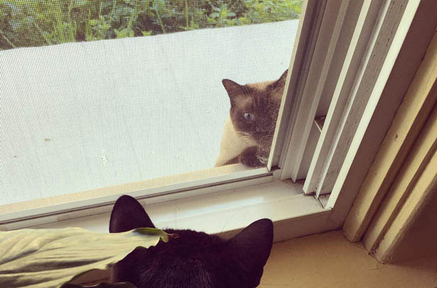 The Charms of Siamese Cats: More Than Just a Pretty Face