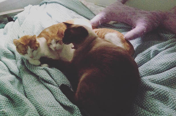 The Addictive Charm of Siamese Cats: From Skeptic to Devoted Owner