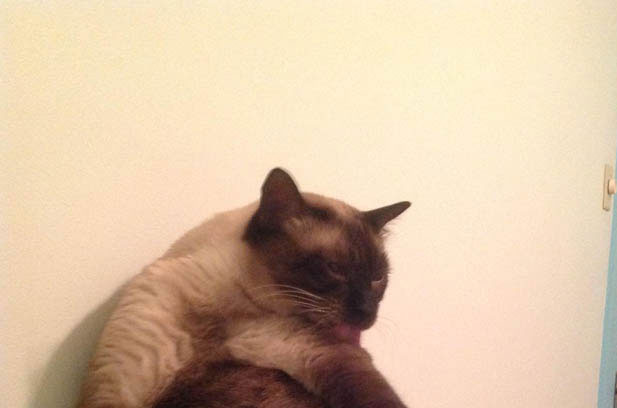 The Myth of Breed Personalities: My Journey with an Unexpected Feline Companion