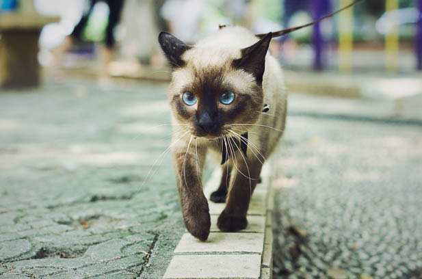 Demystifying Siamese and Ragdoll Cats: Beyond Breed Stereotypes