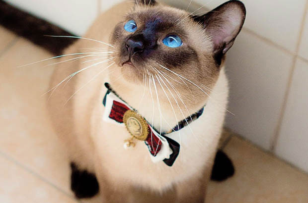 From Dog Lover to Cat Parent: My Unexpected Journey into Feline Affection