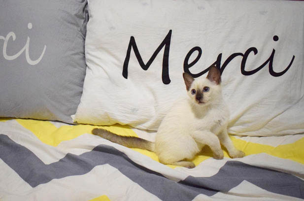 How My Siamese Cat, Ruhua, Healed My Depression: A Tale of Love and Resilience