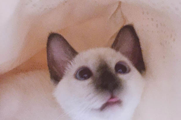 The Serendipitous Tale of My Dormitory Siamese Cat