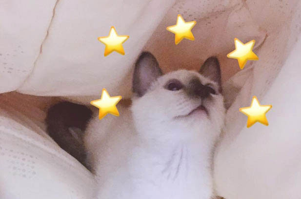 The Month-Long Anticipation and the Joy of Raising Cheese: My Journey with a Siamese Cat