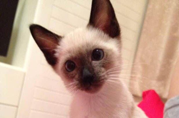 Siamese vs. Ragdoll: A Comparative Analysis of Two Beloved Cat Breeds