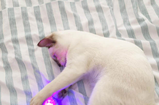 The Irresistible Allure of Siamese Cats: A Tale from a Two-Cat Household